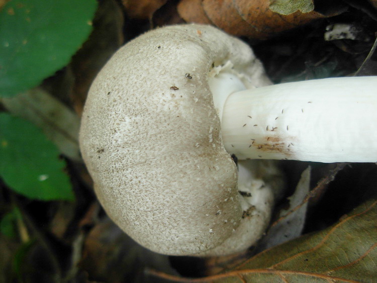 Agaricus moelleri
